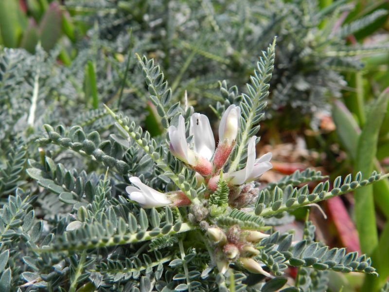 Astragalus terraccianoi / Astragalo di Terracciano